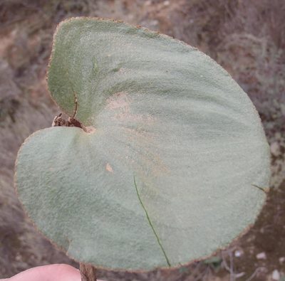 Eriospermum cordiforme, photographed by Nicola van Berkel