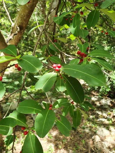 Erythroxylum areolatum, photographed by Yolanda M. Leon