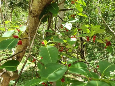 Erythroxylum areolatum, photographed by Yolanda M. Leon