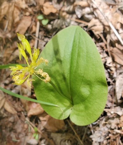 Malaxis brachystachys, photographed by Laura Gaudette