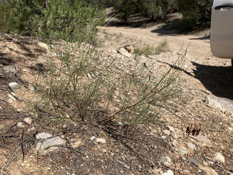 Astragalus lonchocarpus, photographed by Cecelia Alexander