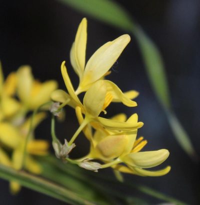 Ixia angelae, photographed by Tony Rebelo