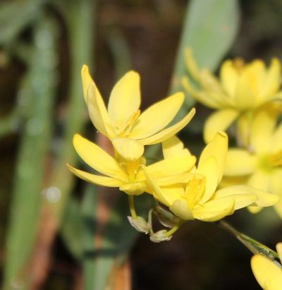 Ixia angelae, photographed by Tony Rebelo