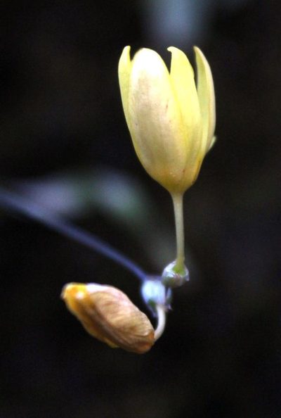 Ixia angelae, photographed by Tony Rebelo