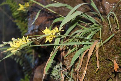 Ixia angelae, photographed by Tony Rebelo