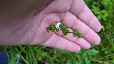Agrimonia striata, photographed by alicia penney