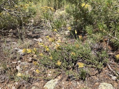Chrysothamnus depressus, photographed by Cecelia Alexander