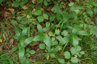 Polygonatum humile, photographed by Alexander Dubynin