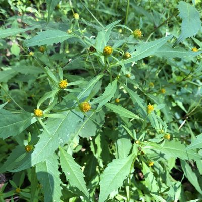 Bidens connata, photographed by Andrew Sebastian