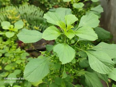 Acalypha indica, photographed by Ong Jyh Seng