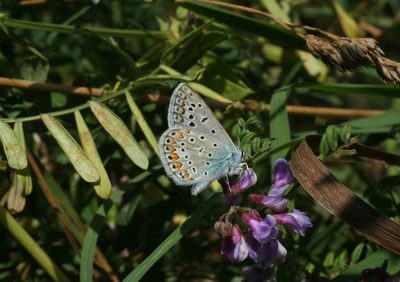 Vicia amoena, photographed by Oleg Kosterin