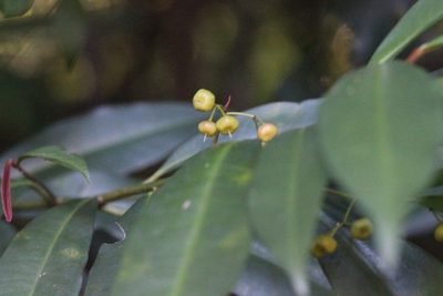Ardisia quinquegona, photographed by Agnes Trekker