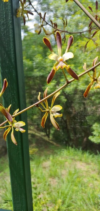 Encyclia alata, photographed by Olvin Wilfredo Oyuela