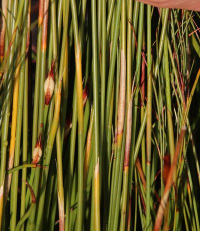 Willdenowia arescens, photographed by Tony Rebelo