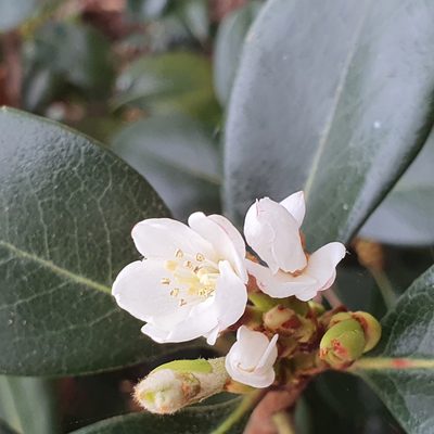 Rhaphiolepis umbellata, photographed by ronavery