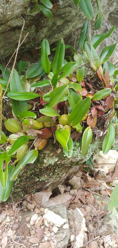 Laelia rubescens, photographed by Olvin Wilfredo Oyuela