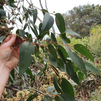 Eucalyptus capitellata, photographed by ronavery
