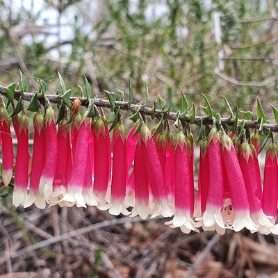 Epacris longiflora, photographed by ronavery