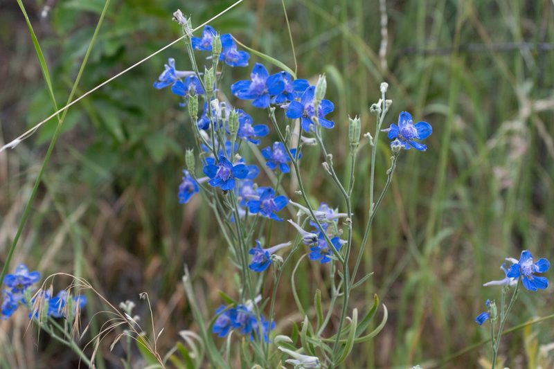 Delphinium geyeri, photographed by Jesse Rorabaugh
