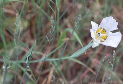 Calochortus gunnisonii, photographed by Jesse Rorabaugh