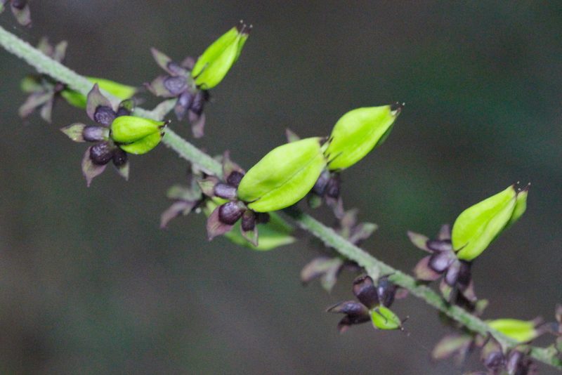 Veratrum schindleri, photographed by Agnes Trekker