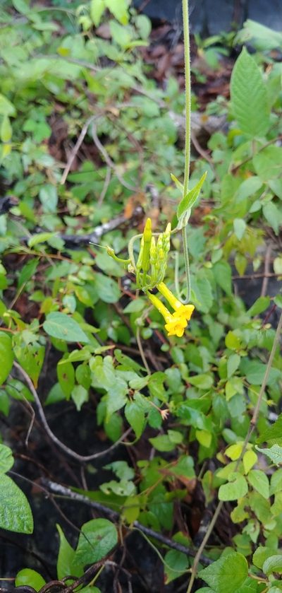 Mandevilla tubiflora, photographed by Olvin Wilfredo Oyuela