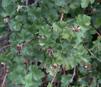 Rubus deliciosus, photographed by Jesse Rorabaugh