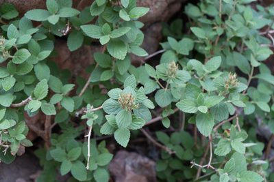 Jamesia americana, photographed by Jesse Rorabaugh