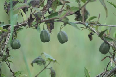 Aristolochia indica, photographed by Haneesh K M