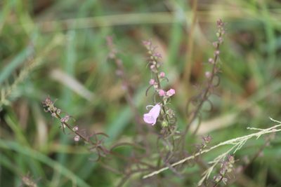 Micrargeria wightii, photographed by Haneesh K M