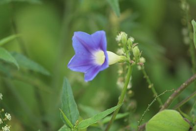 Ipomoea parasitica, photographed by Haneesh K M