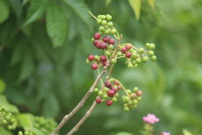 Cipadessa baccifera, photographed by Haneesh K M