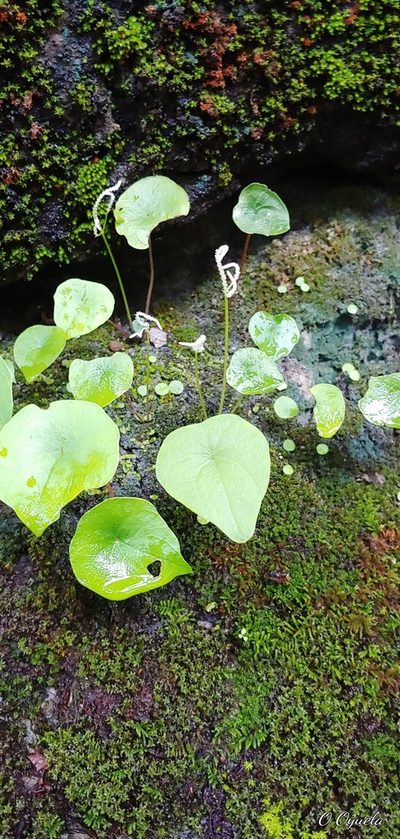 Peperomia claytonioides, photographed by Olvin Wilfredo Oyuela
