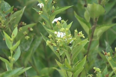 Nyctanthes arbor-tristis, photographed by Haneesh K M