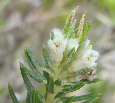 Phylica willdenowiana, photographed by Nicola van Berkel