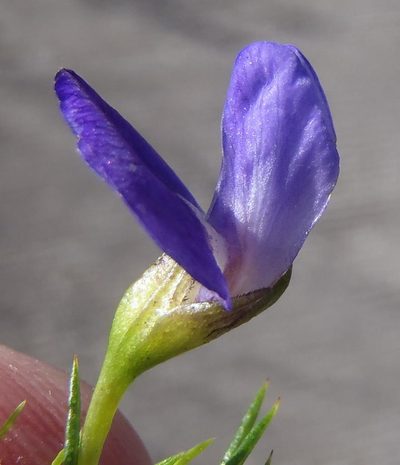 Psoralea azuroides, photographed by Nicola van Berkel