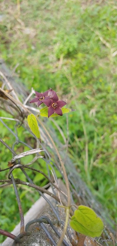 Urostephanus porphyranthus, photographed by Olvin Wilfredo Oyuela