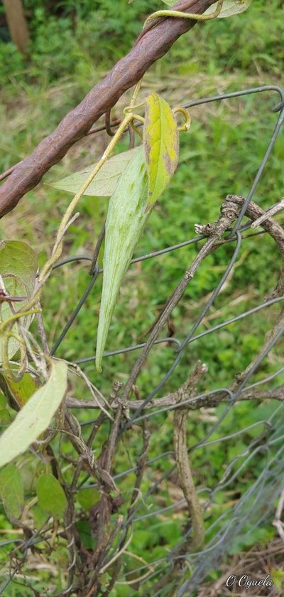 Urostephanus porphyranthus, photographed by Olvin Wilfredo Oyuela
