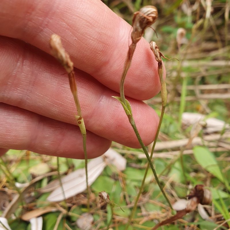 Pterostylis concinna, photographed by ronavery