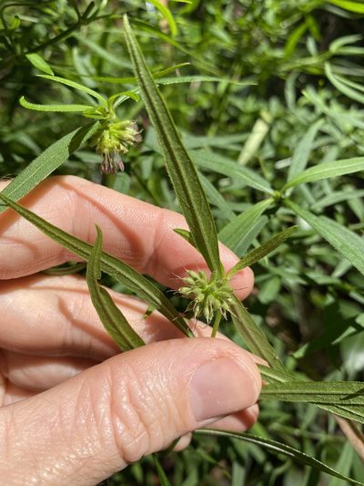 Opercularia aspera, photographed by Greg Tasney