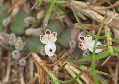 Andrographis serpyllifolia, photographed by Haneesh K M