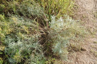 Artemisia glauca, photographed by Alexander Dubynin
