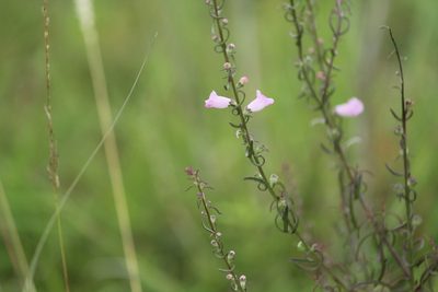Micrargeria wightii, photographed by Haneesh K M