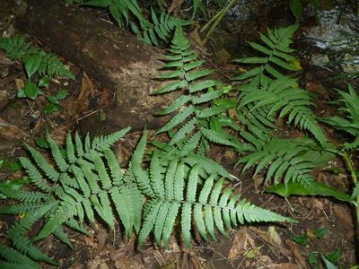 Deparia japonica, photographed by M Kriek