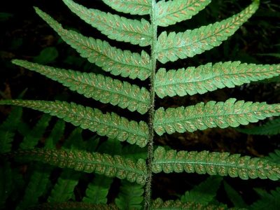 Deparia japonica, photographed by M Kriek