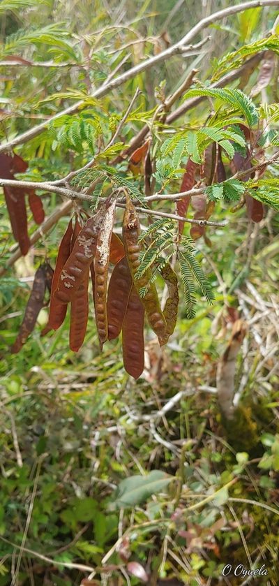 Leucaena lempirana, photographed by Olvin Wilfredo Oyuela