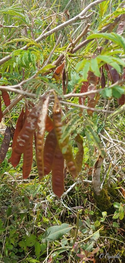 Leucaena lempirana, photographed by Olvin Wilfredo Oyuela