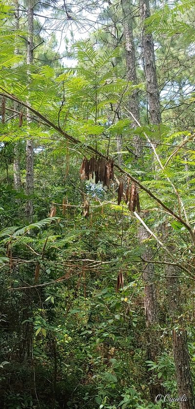 Leucaena lempirana, photographed by Olvin Wilfredo Oyuela