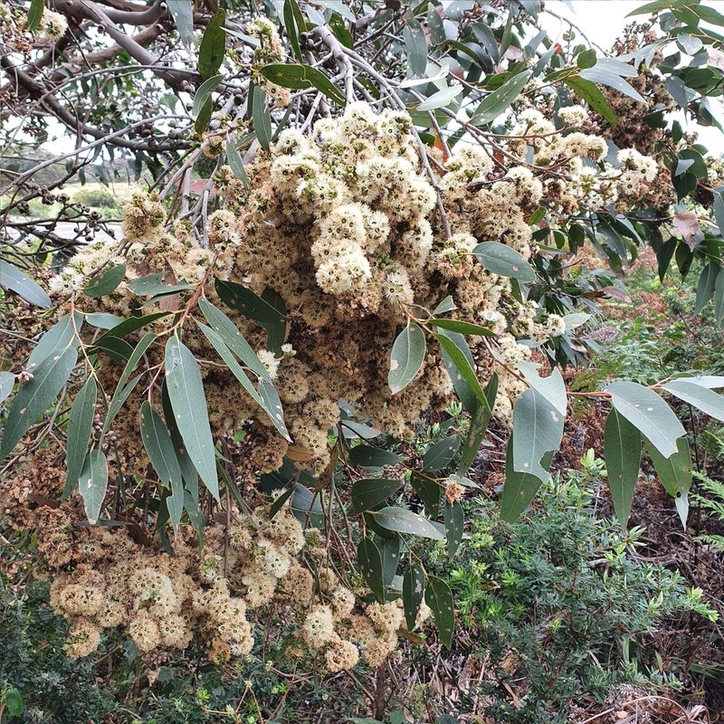 Eucalyptus capitellata, photographed by ronavery