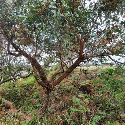 Eucalyptus capitellata, photographed by ronavery